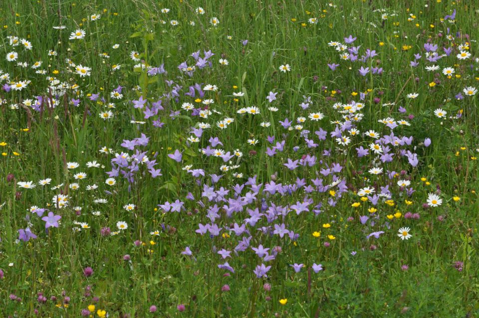 Šmohor 8.6.2013 - foto povečava