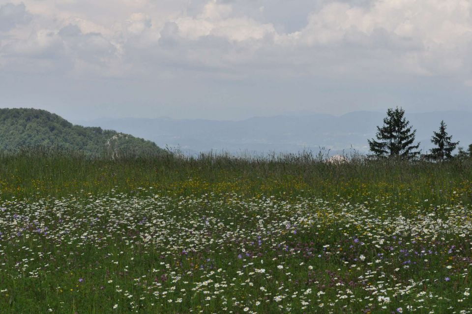 Šmohor 8.6.2013 - foto povečava