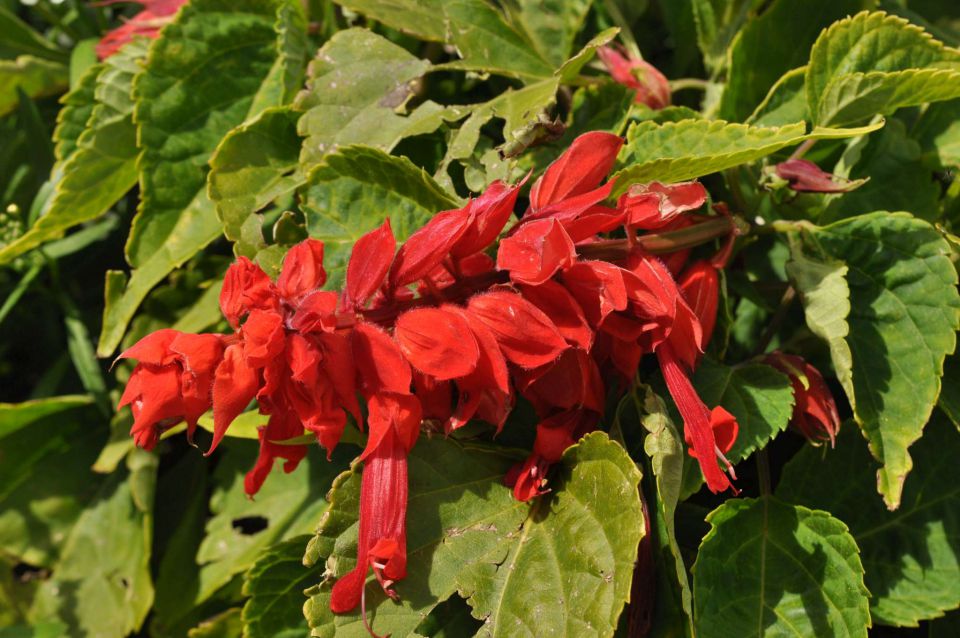 Šmohor 8.6.2013 - foto povečava