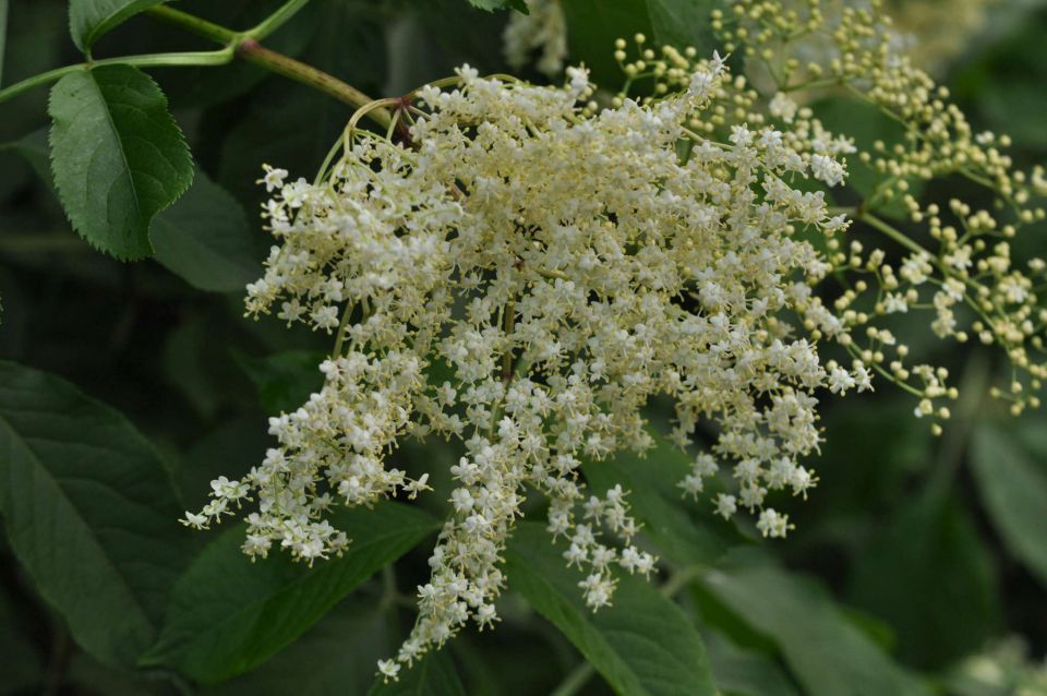 Šmohor 8.6.2013 - foto povečava