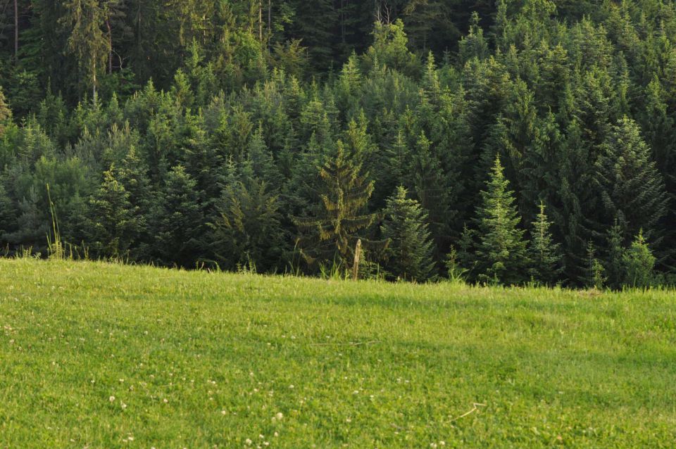 Šmohor 8.6.2013 - foto povečava