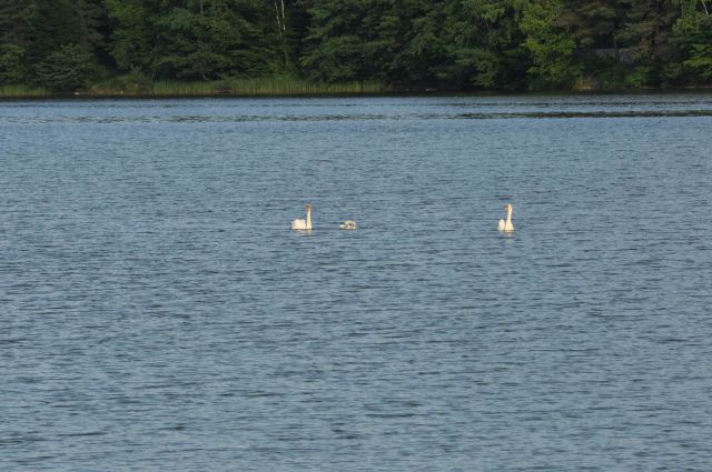 Šmartinsko jezero, Žalec 12.6.2013 - foto