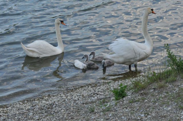 Šmartinsko jezero, Žalec 12.6.2013 - foto