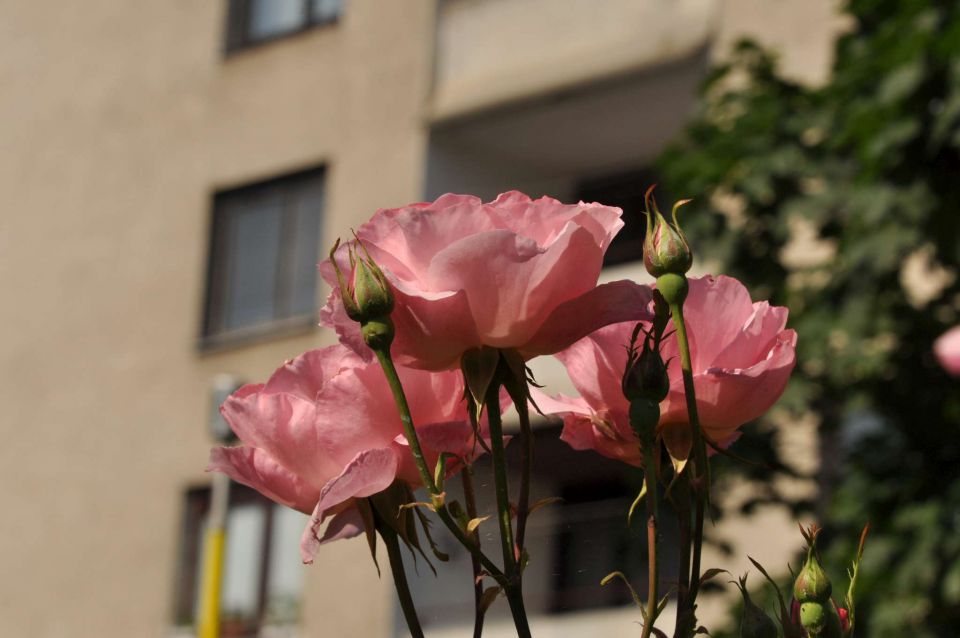 Celje sprehod 15.6.2013 - foto povečava