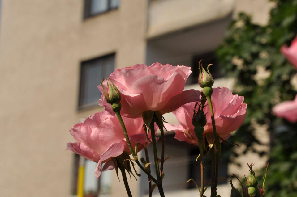 Celje sprehod 15.6.2013 - foto povečava