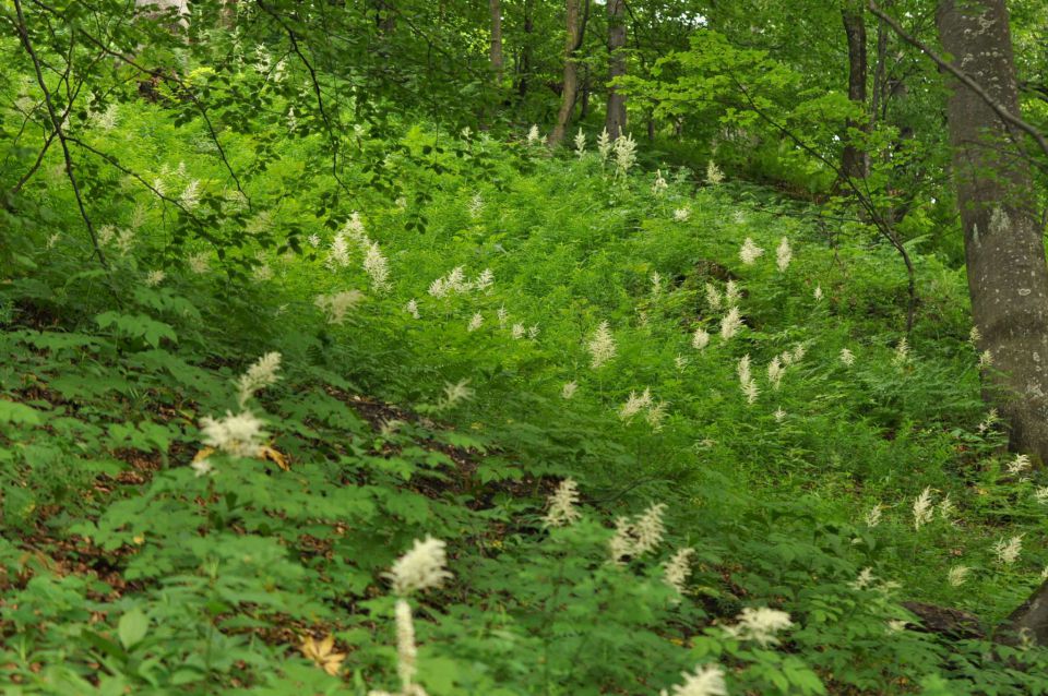 Mrzlica 22.6.2013 - foto povečava