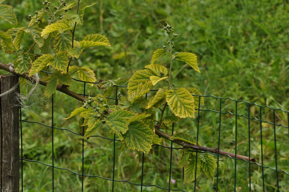 Savinjska 25.6.2013 - foto povečava