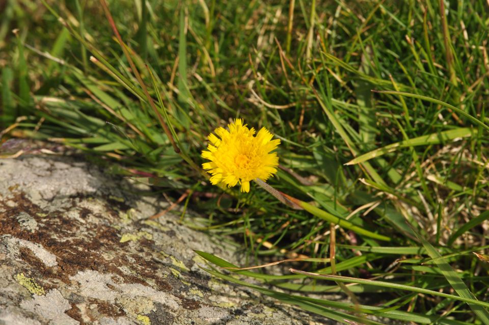 Savinjska, Kranjska reber 30.6.2013 - foto povečava