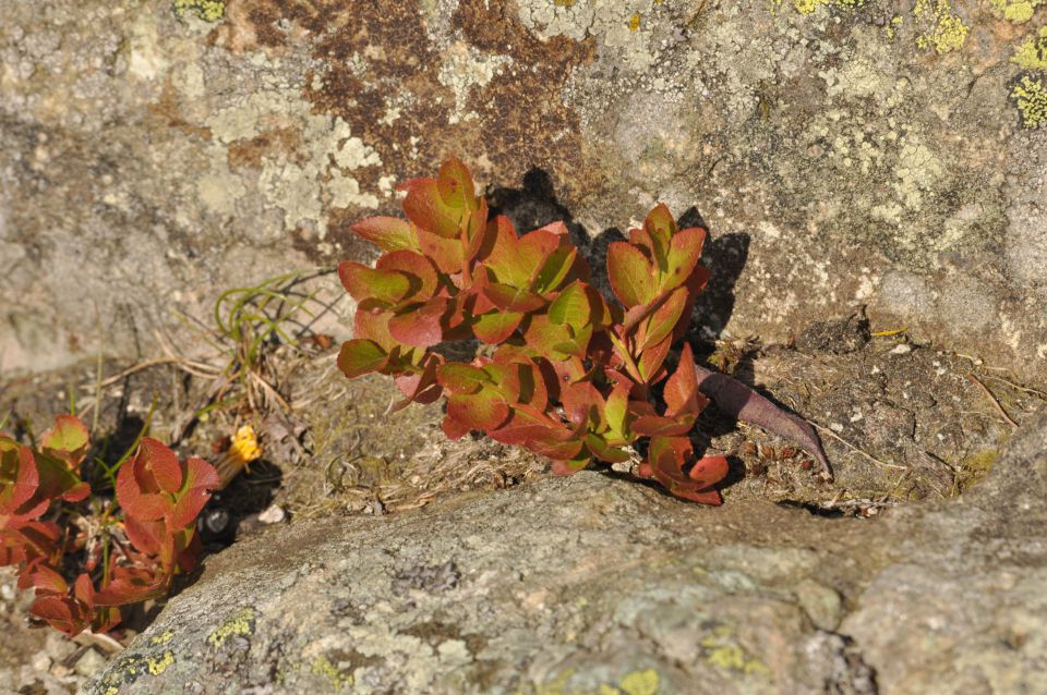 Savinjska, Kranjska reber 30.6.2013 - foto povečava