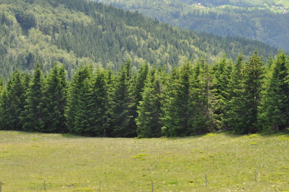 Savinjska, Kranjska reber 30.6.2013 - foto povečava