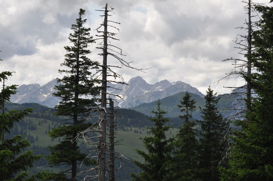 Savinjska, Kranjska reber 30.6.2013 - foto povečava