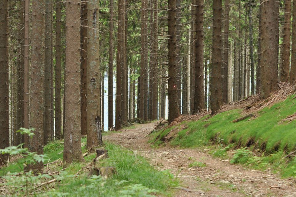 Savinjska, Kranjska reber 30.6.2013 - foto povečava