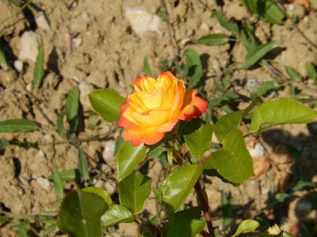 Razno Coolpix S9500 - foto