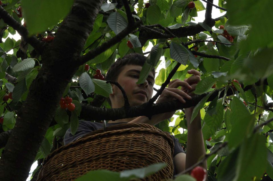 Pečica, Celje 7.7.2013 - foto povečava