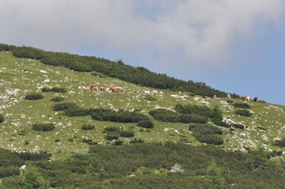 Blejska koča, proti Viševniku 21.7.2013 - foto povečava