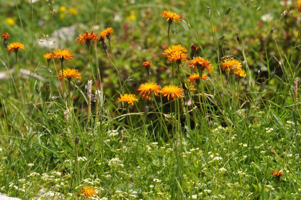 Slemenova špica 25.7.2013 - foto povečava