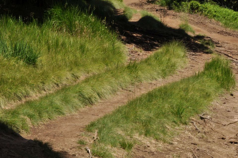 Lovrenška jezera, Pesek, Rogla 29.7.2013 - foto povečava