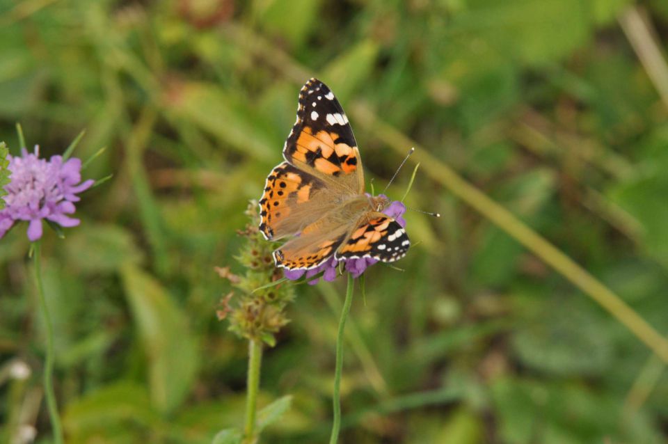 Lepenatka 3.8.2013 - foto povečava