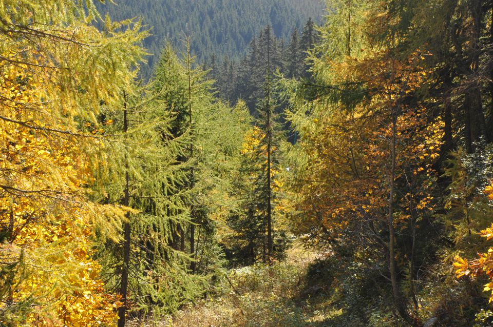 Pokljuka, Viševnik, Bl. koča I. 13.10.2013 - foto povečava