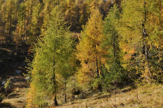 Pokljuka, Viševnik, Bl. koča I. 13.10.2013 - foto