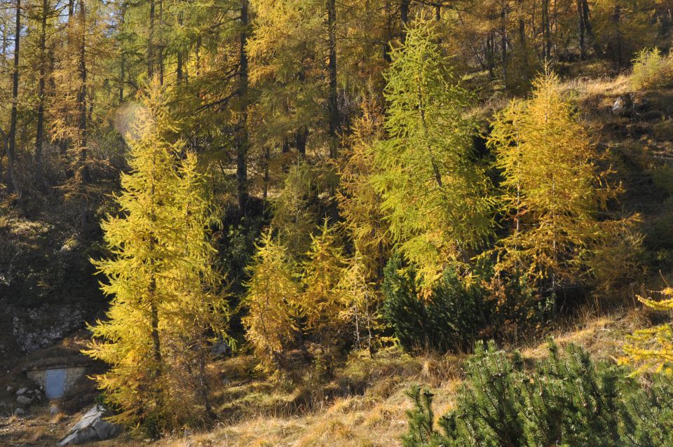 Pokljuka, Viševnik, Bl. koča I. 13.10.2013 - foto povečava