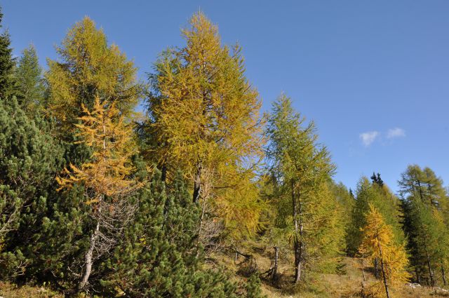 Pokljuka, Viševnik, Bl. koča I. 13.10.2013 - foto