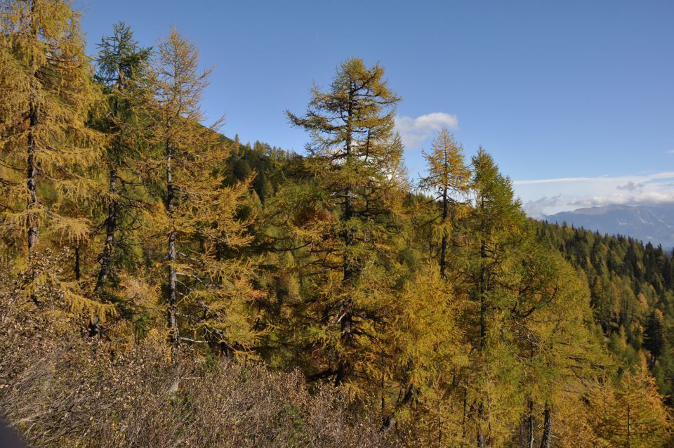 Pokljuka, Viševnik, Bl. koča I. 13.10.2013 - foto povečava