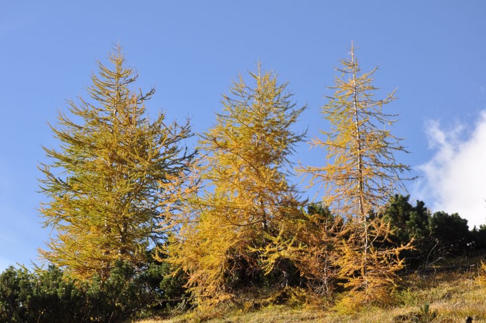 Pokljuka, Viševnik, Bl. koča I. 13.10.2013 - foto povečava