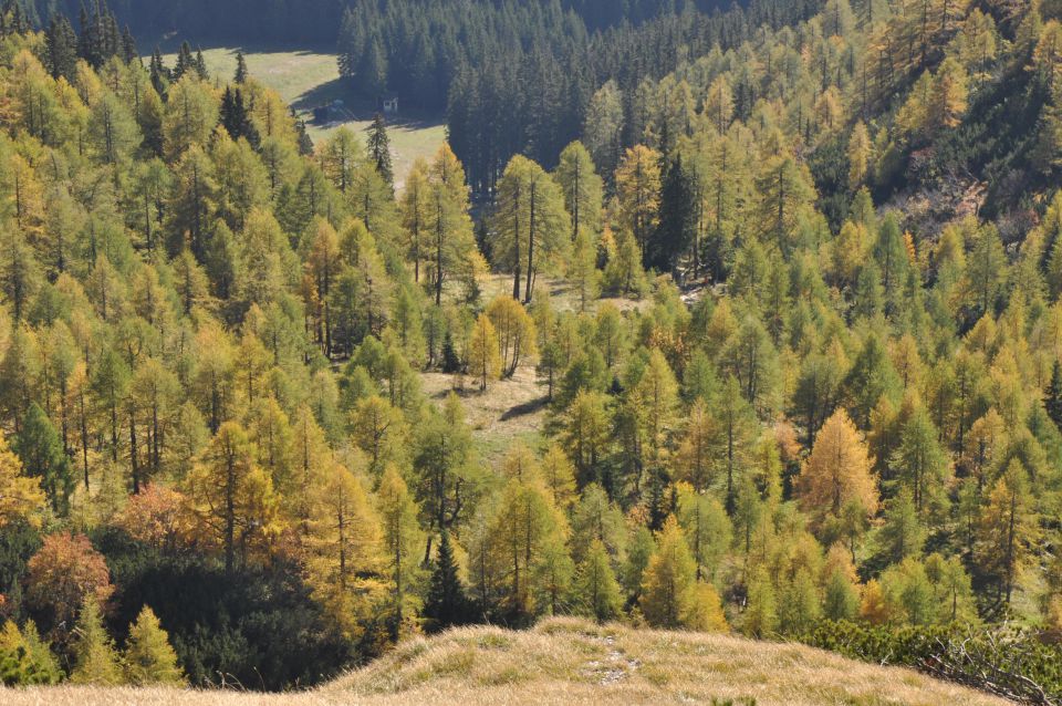 Pokljuka, Viševnik, Bl. koča I. 13.10.2013 - foto povečava