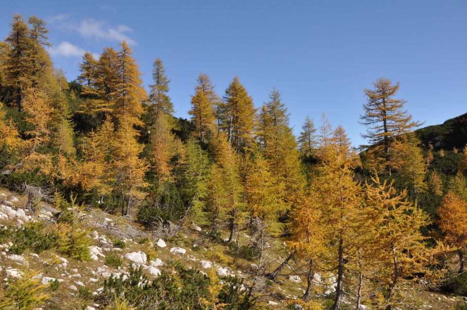 Pokljuka, Viševnik, Bl. koča I. 13.10.2013 - foto povečava