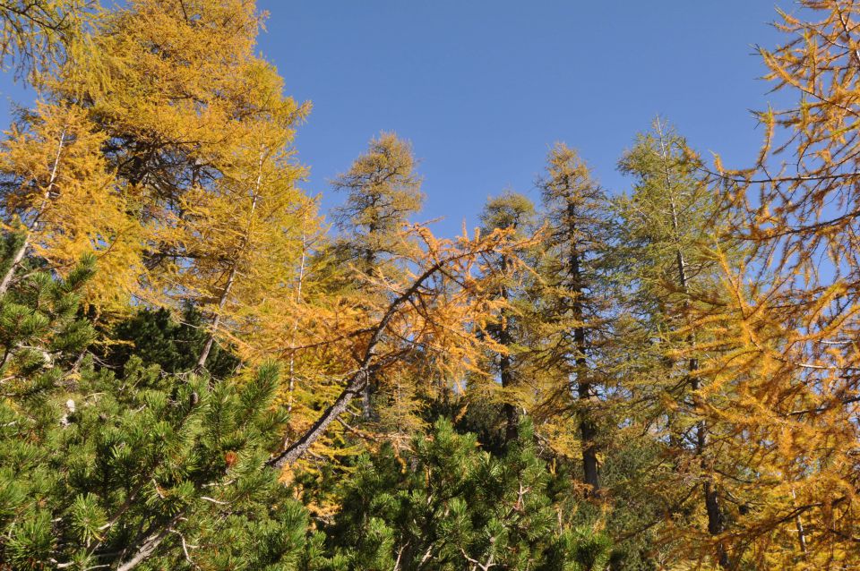 Pokljuka, Viševnik, Bl. koča I. 13.10.2013 - foto povečava