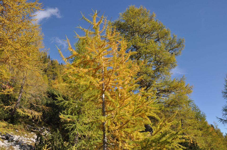 Pokljuka, Viševnik, Bl. koča II. 13.10.2013 - foto povečava