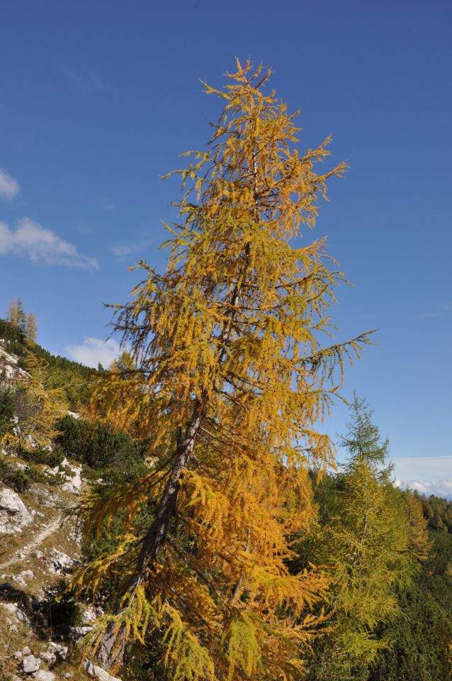 Pokljuka, Viševnik, Bl. koča II. 13.10.2013 - foto povečava