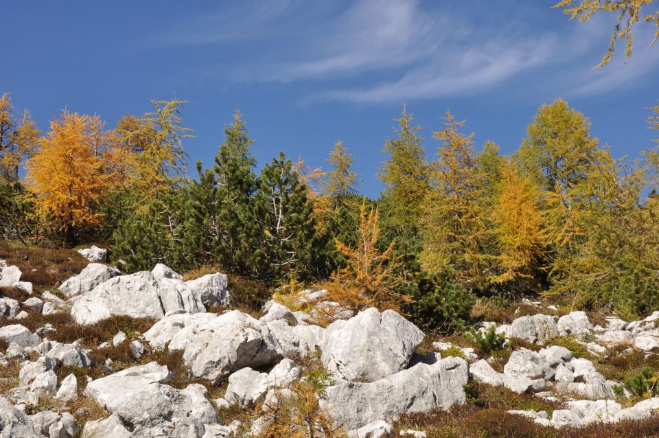 Pokljuka, Viševnik, Bl. koča II. 13.10.2013 - foto povečava