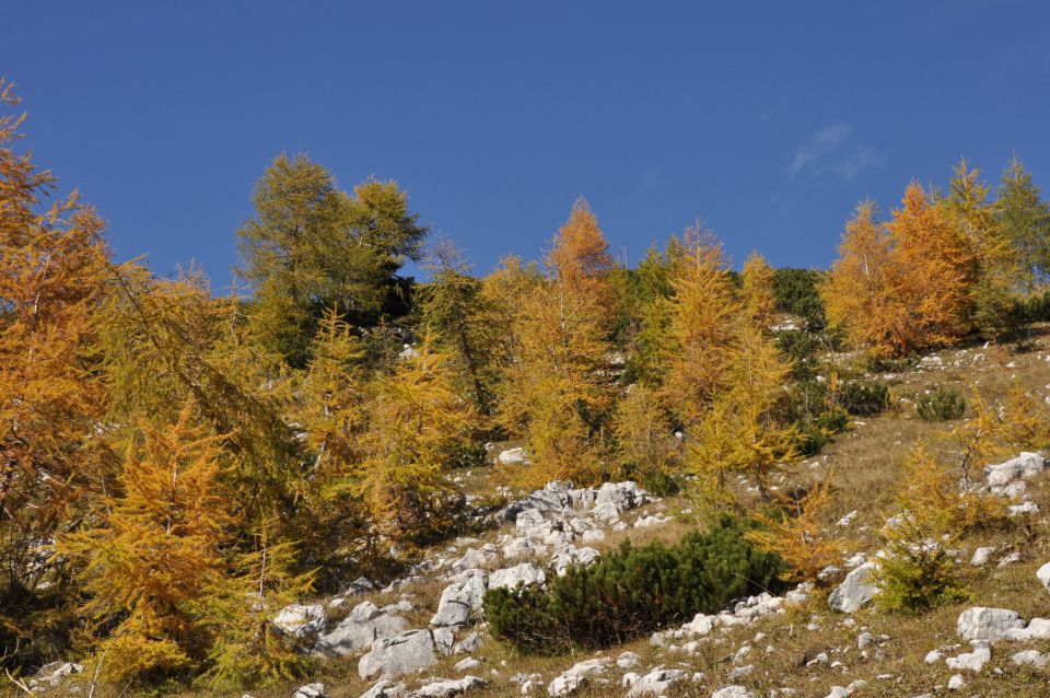 Pokljuka, Viševnik, Bl. koča II. 13.10.2013 - foto povečava