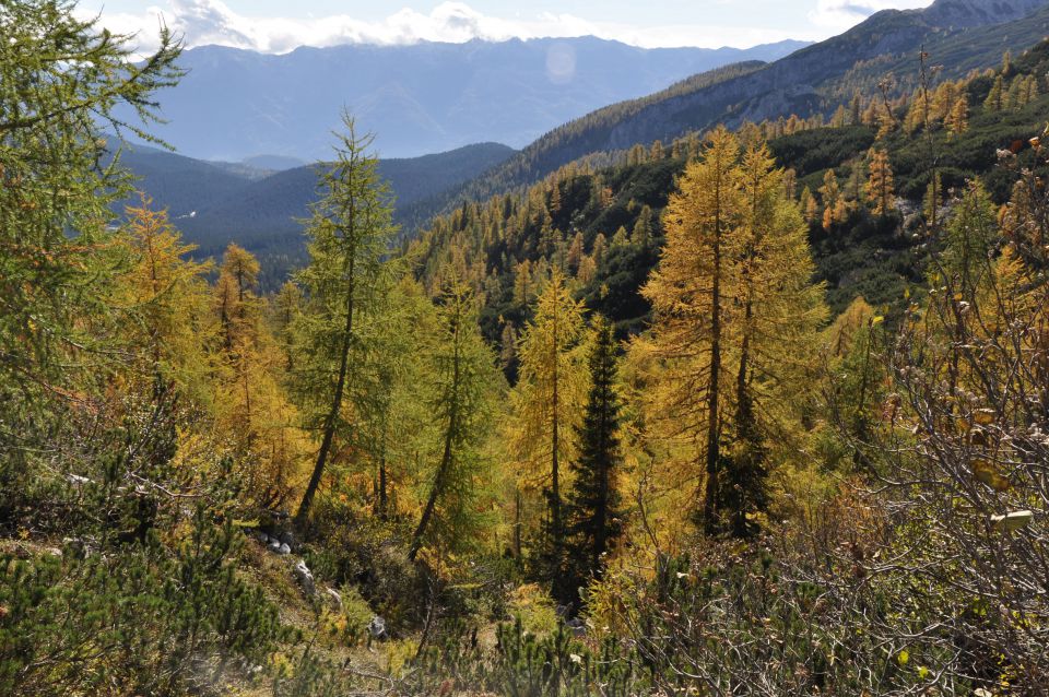 Pokljuka, Viševnik, Bl. koča II. 13.10.2013 - foto povečava