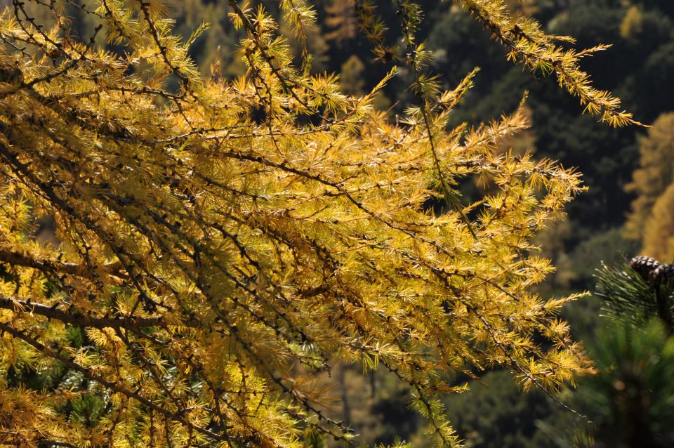 Pokljuka, Viševnik, Bl. koča II. 13.10.2013 - foto povečava