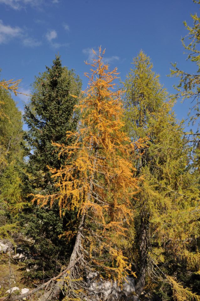 Pokljuka, Viševnik, Bl. koča II. 13.10.2013 - foto povečava