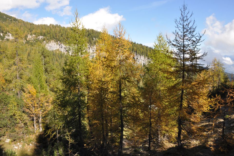 Pokljuka, Viševnik, Bl. koča II. 13.10.2013 - foto povečava