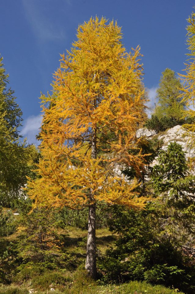 Pokljuka, Viševnik, Bl. koča II. 13.10.2013 - foto povečava