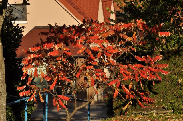 Jesenski sprehod po Celju 16.10.2013 - foto