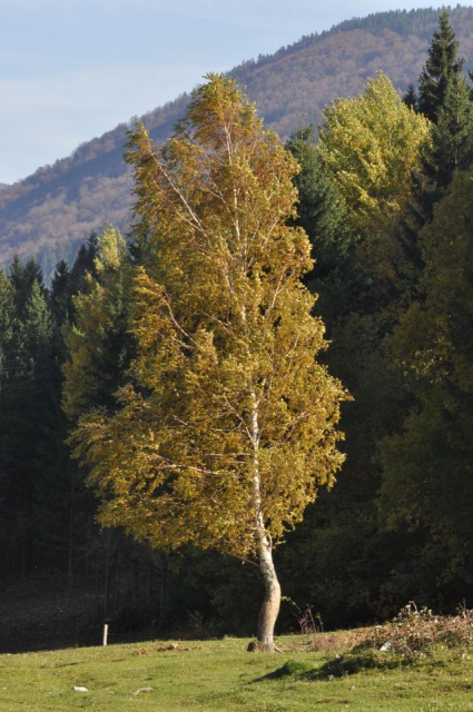 Savinjska 19.10.2013 - foto