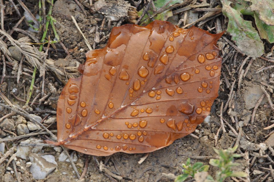 Lisca 27.10.2013 - foto povečava