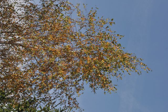Lisca 27.10.2013 - foto
