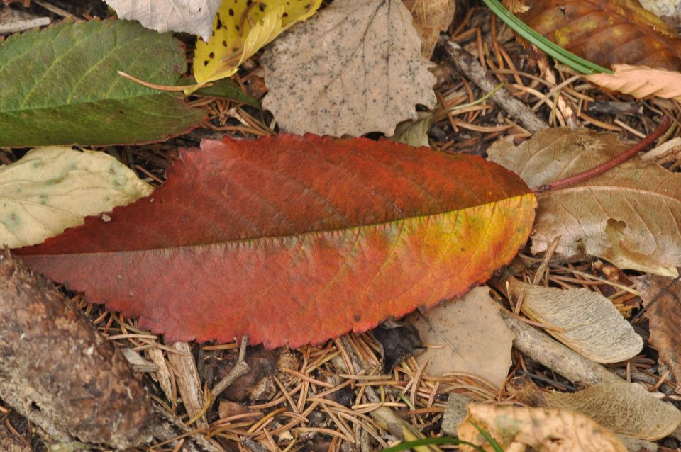 Lisca 27.10.2013 - foto povečava