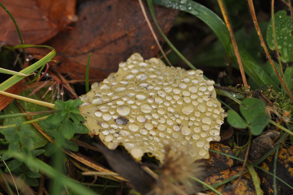 Lisca 27.10.2013 - foto povečava