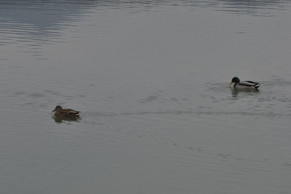 Velenjsko jezero 17.11.2013 - foto povečava