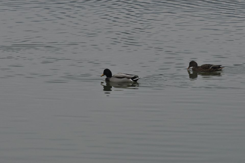 Velenjsko jezero 17.11.2013 - foto povečava