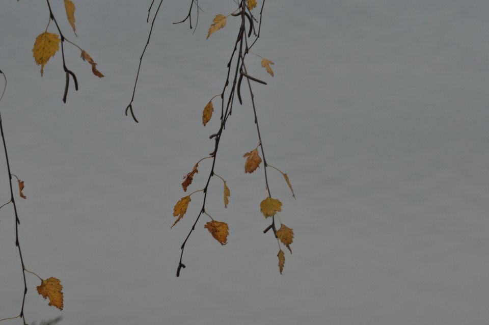 Velenjsko jezero 17.11.2013 - foto povečava