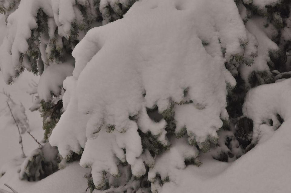 Golte sneg 23.11.2013 - foto povečava